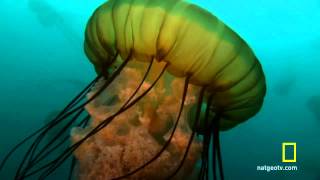 Sea Nettle Jellyfish Birth [upl. by Madai]