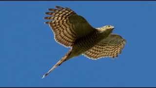 Sparrowhawk Bird Call Bird Song [upl. by Yelrahs]