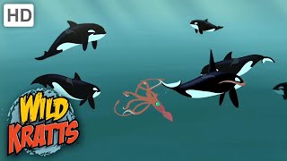 Wild Kratts Animals ATTACK Orca VS Giant Squid [upl. by Negris]