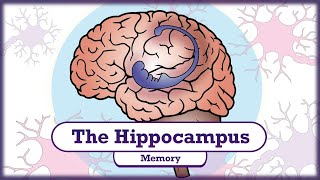 Memory and the Hippocampus [upl. by Schaper]