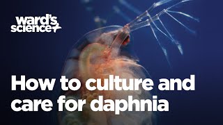 Caring and Culturing for Daphnia [upl. by Inor451]