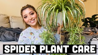 HOW TO PROPAGATE SPIDER PLANTS  SPIDER PLANT CARE [upl. by Inglebert]