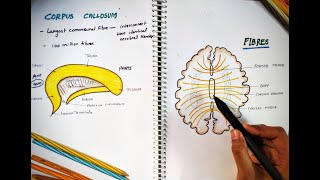 CORPUS CALLOSUM  Parts and Function  Largest Commissure  White Matter  Neuro Anatomy [upl. by Tammara]