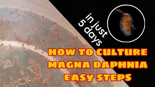 How to Culture Magna Daphnia Easily [upl. by Ynettirb]