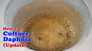 How to Culture Daphnia Update with ZERO Cost  Unlimited Live Food for Our Fish [upl. by Haggar21]