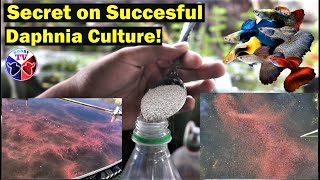 How to Culture Daphnia Successfully [upl. by Schmitt984]