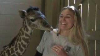 Masai Giraffe quotMilesquot Born at the Houston Zoo Jan 30 09 [upl. by Roz39]