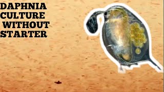 HOW TO CULTURE DAPHNIA NATURALLY WITHOUT A STARTER [upl. by Fidellas]