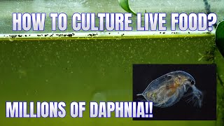 How to Culture Daphnia Secret Method to Breed MILLIONS  Simply Aquatic [upl. by Ynnaf368]