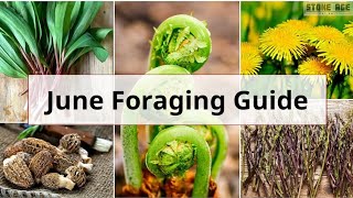 Monthly UK Foraging Guide June [upl. by Airahs]