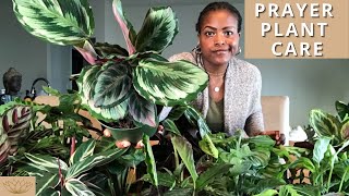 How to Care for Prayer Plants  Plant Care Tips and Maintenance [upl. by Aniuqal96]