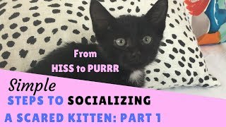 From Hiss to Purrr  Steps to Socializing a Scared Kitten  Part 1 [upl. by Rotce]