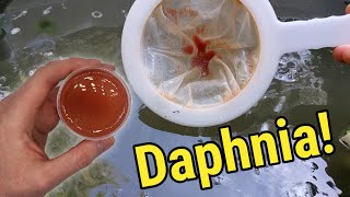 How I Culture Daphnia In Outdoor Tubs [upl. by Kleon]