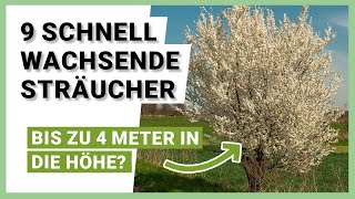 9 schnell wachsende Sträucher für mehr Privatsphäre im Garten [upl. by Inanuah]