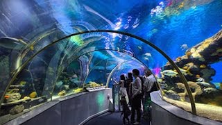 Sealife Centre Blackpool underwater tunnel walk through [upl. by Aliam]