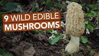 9 Wild Edible Mushrooms You Can Forage This Spring [upl. by Ayila]