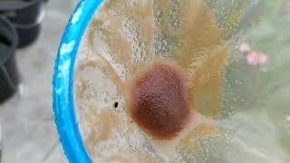 How to culture daphnia moina in a small container Part 1 English Subtitle [upl. by Ellienad]