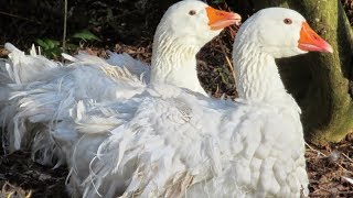 Sebastopol Geese  Unique Curly Feathers [upl. by Teevens83]