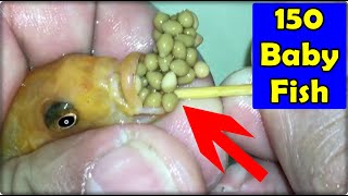 6 Yellow cichlid fish giving birth to 150 baby fish 😍💪🐬🙏 fish [upl. by Elamef486]