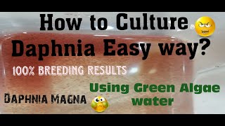 Daphnia MagnaHow to Culture Daphnia Easy wayCulturing Daphnia using Green water Daphnia [upl. by Afnin]