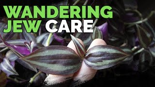 Wandering Jew Plant Care Growing Tradescantia Zebrina [upl. by Ursel]