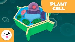 The plant cell and its parts  Natural Science  Educational video for kids [upl. by Ire]