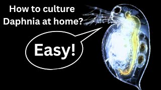 BEST Live Fish Food Beginner guide How to Culture Daphnia at home [upl. by Carlen]