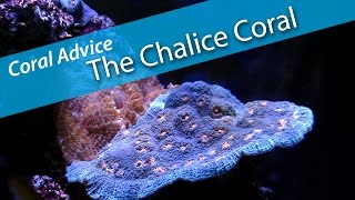 Coral Advice  Chalice Coral [upl. by Wj797]