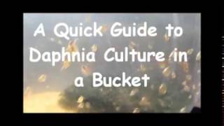 How to culture daphnia outside [upl. by Zitella]