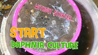 How to culture daphnia moina the easy way 1  Starting the Daphnia culture [upl. by Dosh223]