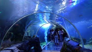 National SEA LIFE Centre Birmingham  FULL TOUR [upl. by Nahtad]