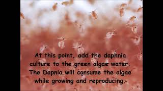 Daphnia  How to grow daphnia in your home [upl. by Kasevich136]