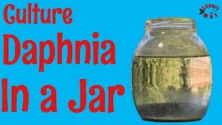 How to Culture Daphnia in a Jar [upl. by Ephraim733]