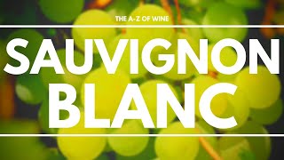 What is SAUVIGNON BLANC  Everything you need to know about this delicious grape [upl. by Stretch]