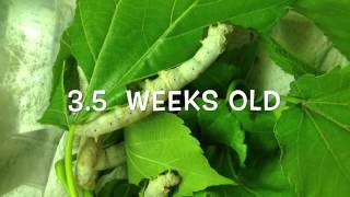 Silkworm lifecycle worm to cocoon [upl. by Roxy566]