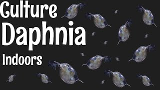 How to Culture Daphnia [upl. by Amieva]