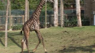 Giraffes Jog  in the African Forest at the Houston Zoo [upl. by Halli]