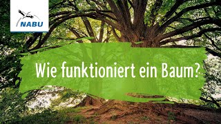 Wie funktioniert ein Baum [upl. by Hemetaf]