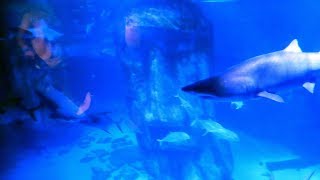 SEA LIFE London Aquarium  FULL TOUR [upl. by Atirihs508]