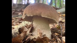 September Mushroom Foraging Course Highlights [upl. by Norrahc599]