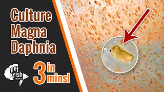 How to culture DAPHNIA MAGNA  The easy way [upl. by Ninel]