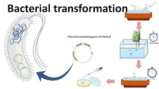 Bacterial transformation [upl. by Sally]