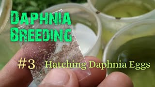 Daphnia Culture made simple and easy 3  Hatching Daphnia eggs [upl. by Violeta]