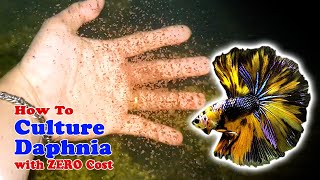 How to Culture Daphnia with ZERO Cost  Unlimited Live Food For Our Fish [upl. by Nala]