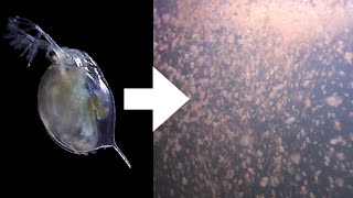 How I Culture Daphnia [upl. by Iznyl19]