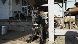 How To Socialize Your Cane Corso Puppy  The Most Important Stage In A Puppys Life [upl. by Odnarb]