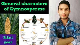 Life Cycle and general characters of Gymnosperm [upl. by Annamarie854]