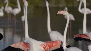 Flamants rose de Camargue [upl. by Banna]