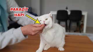 KEDİLER İÇİN EVDE İÇDIŞ PARAZİT UYGULAMASI 1 Yıllık Aşılarını Toplu Aldık [upl. by Eimat]