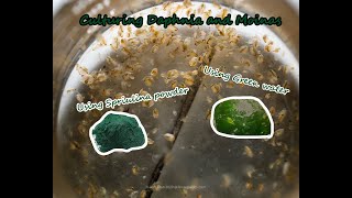 How To Culture Daphnia and Moinas using Green Water Spirulina powder [upl. by Gilroy37]